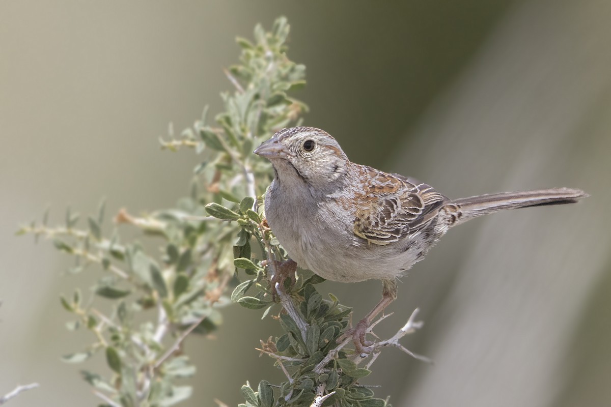 Cassin's Sparrow - Bradley Hacker 🦜