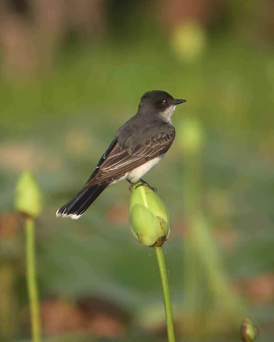 Eastern Kingbird - Stephen Mann