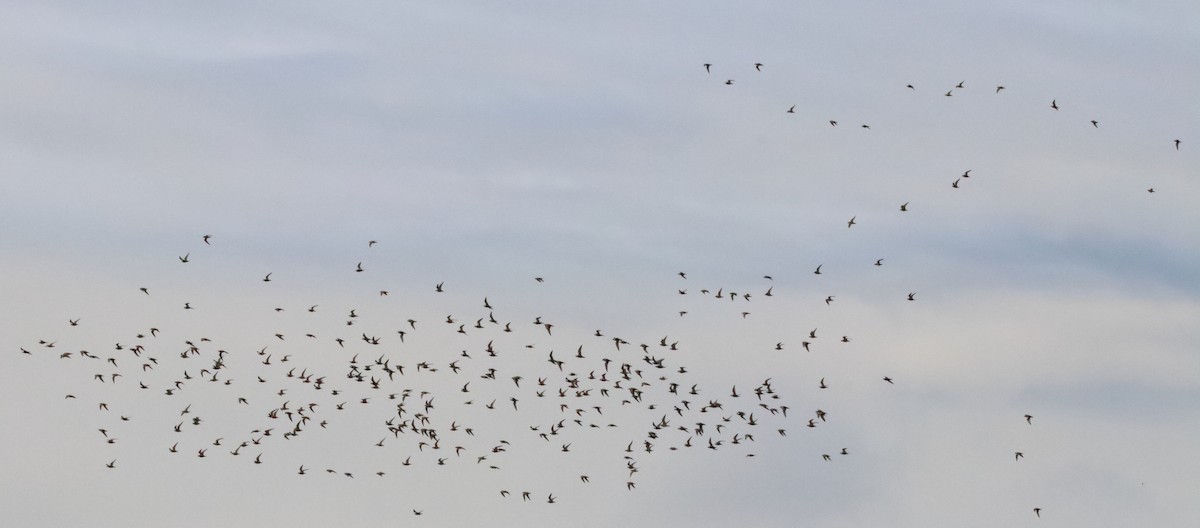 American Golden-Plover - ML159341031