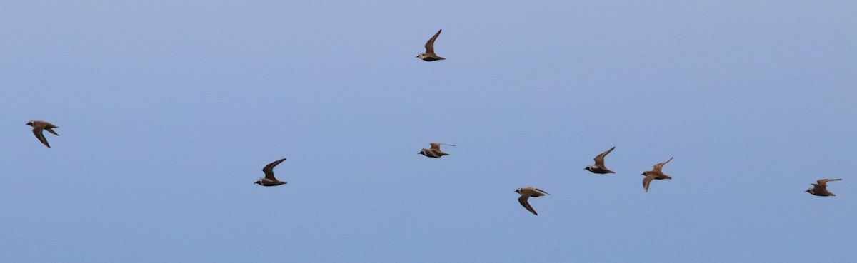 American Golden-Plover - ML159341041