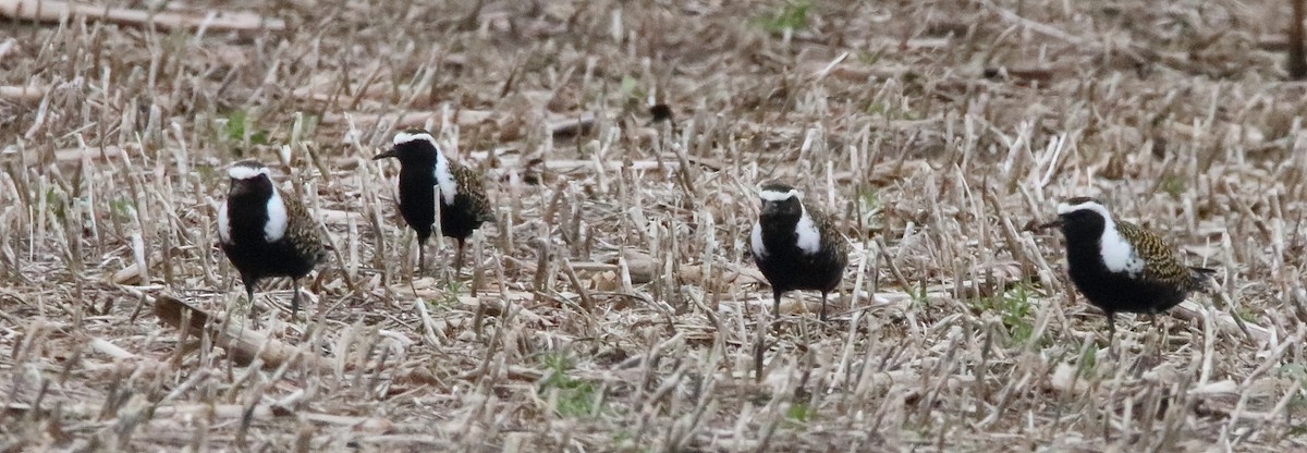 American Golden-Plover - ML159341051