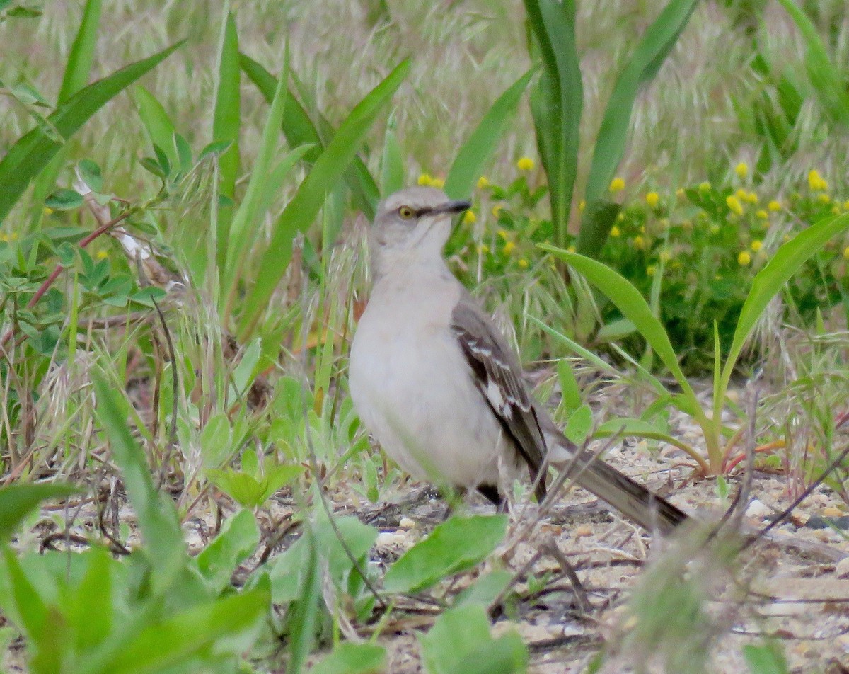 Northern Mockingbird - ML159341391