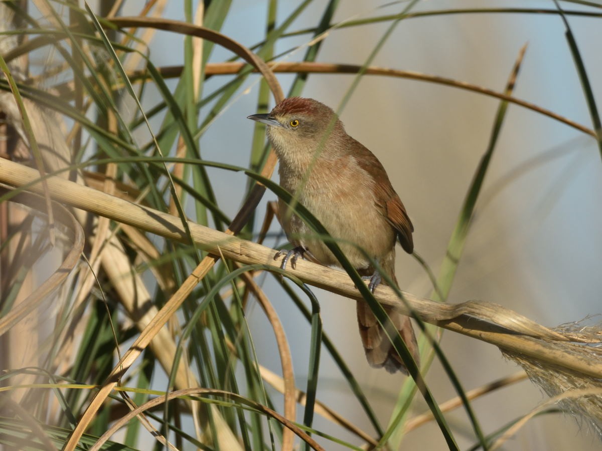 Freckle-breasted Thornbird - ML159341571