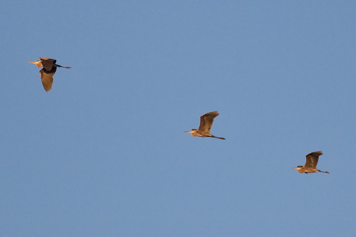 Great Blue Heron - ML159343341