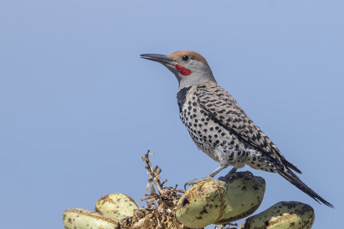 Gilded Flicker - ML159343741