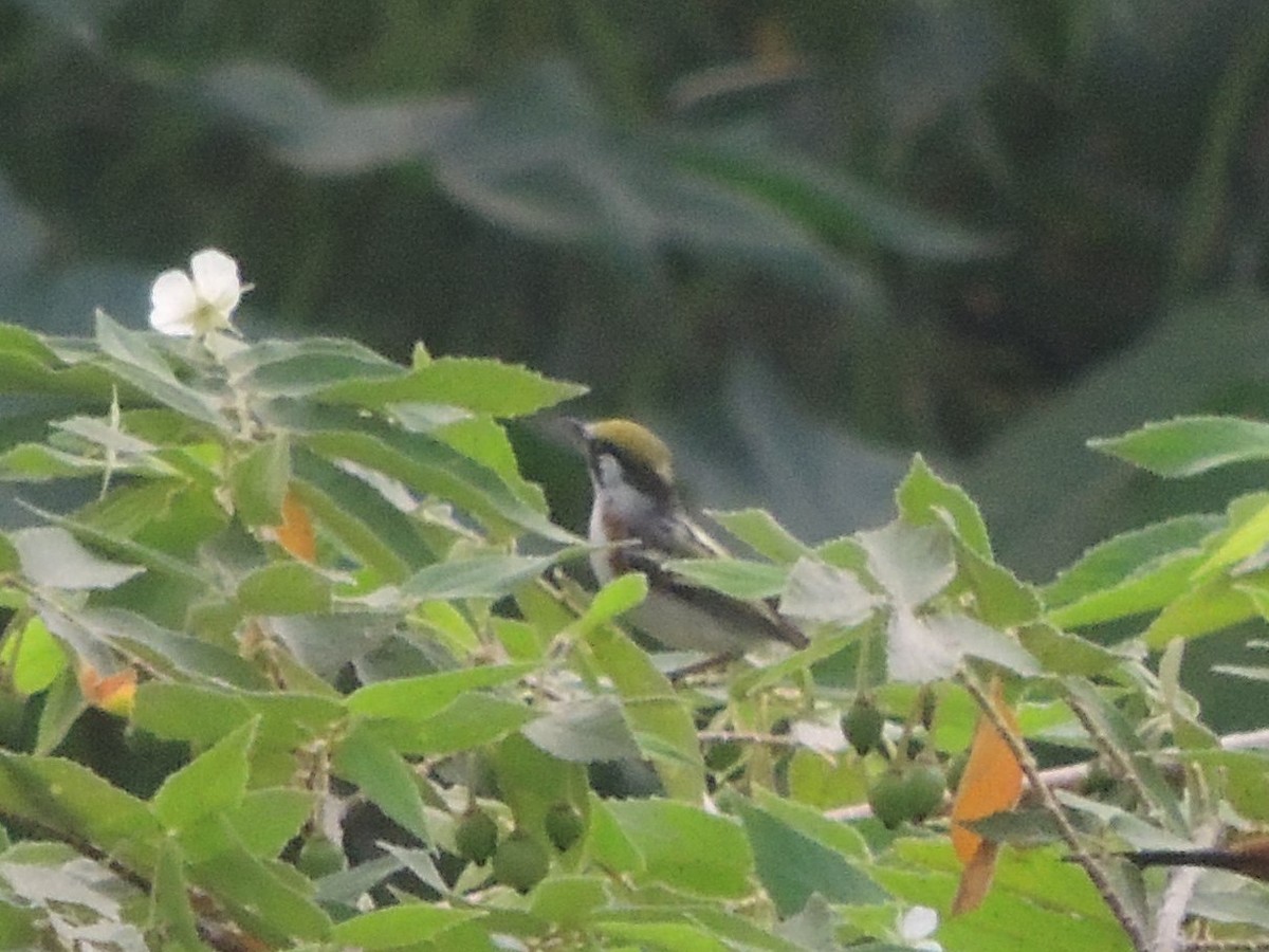 Chestnut-sided Warbler - ML159343891