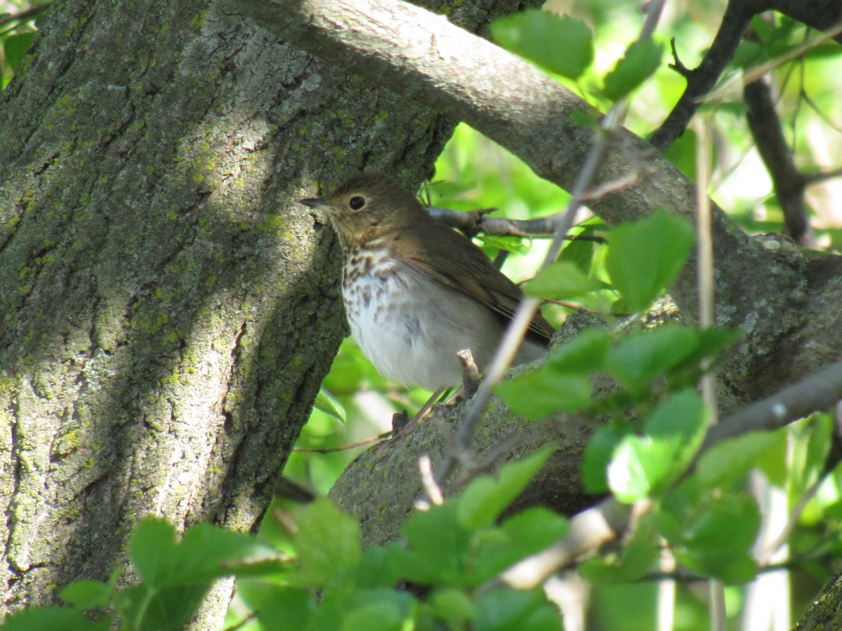 Swainson's Thrush - ML159344911