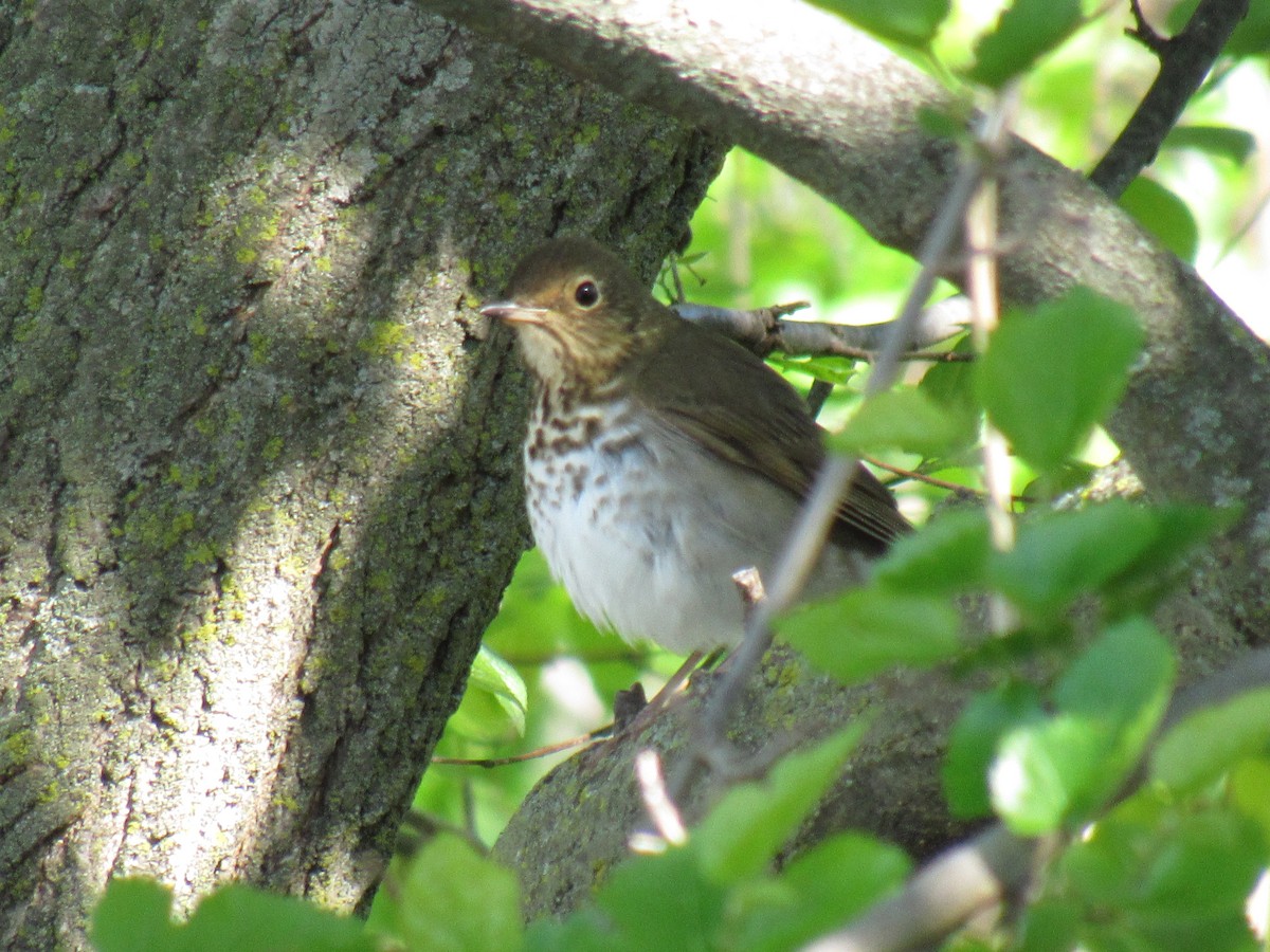 Swainson's Thrush - ML159344921