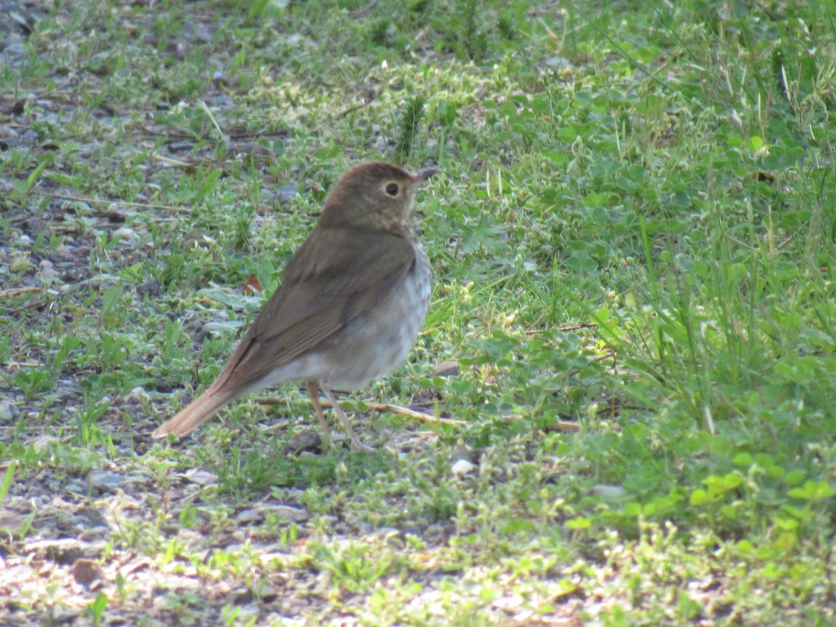 Swainson's Thrush - ML159344951