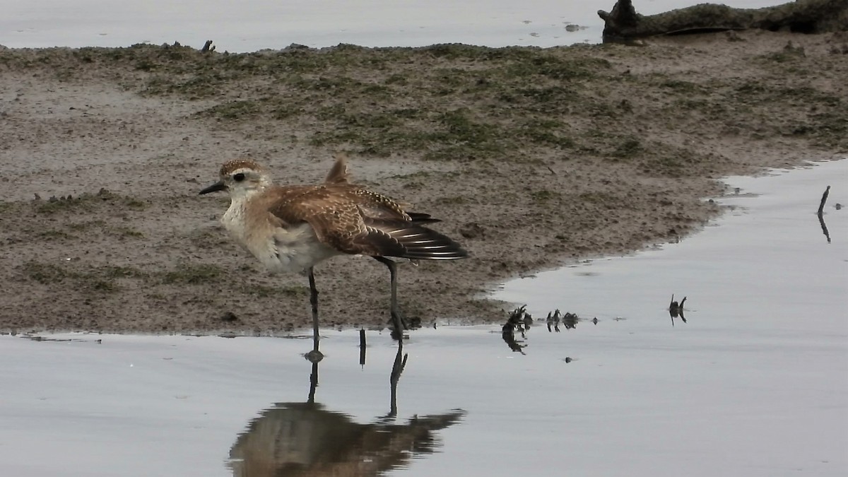 American Golden-Plover - ML159346971