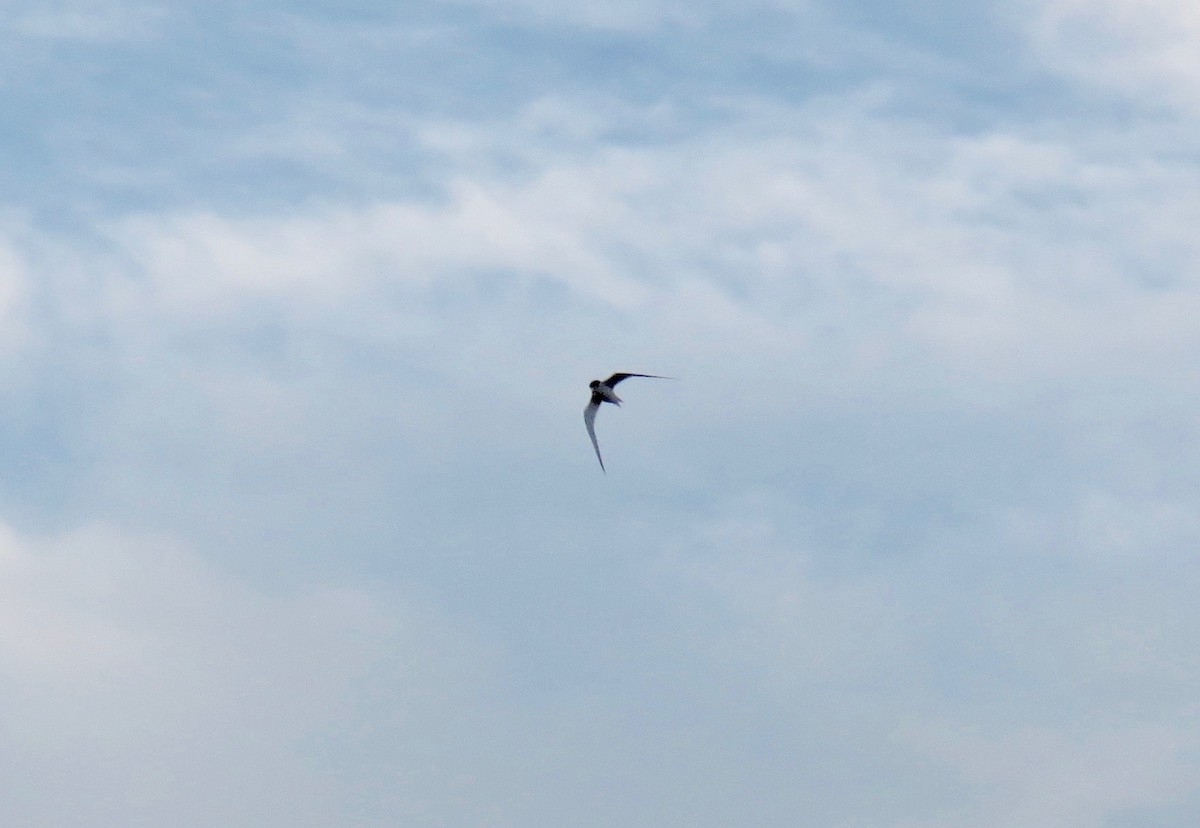 Least Tern - ML159348011