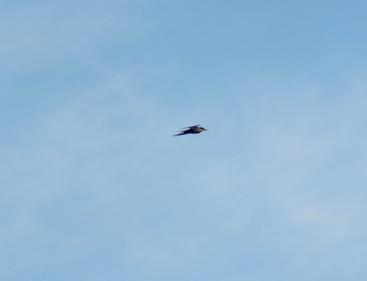 Least Tern - ML159348061