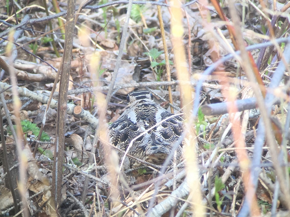 American Woodcock - ML159348121