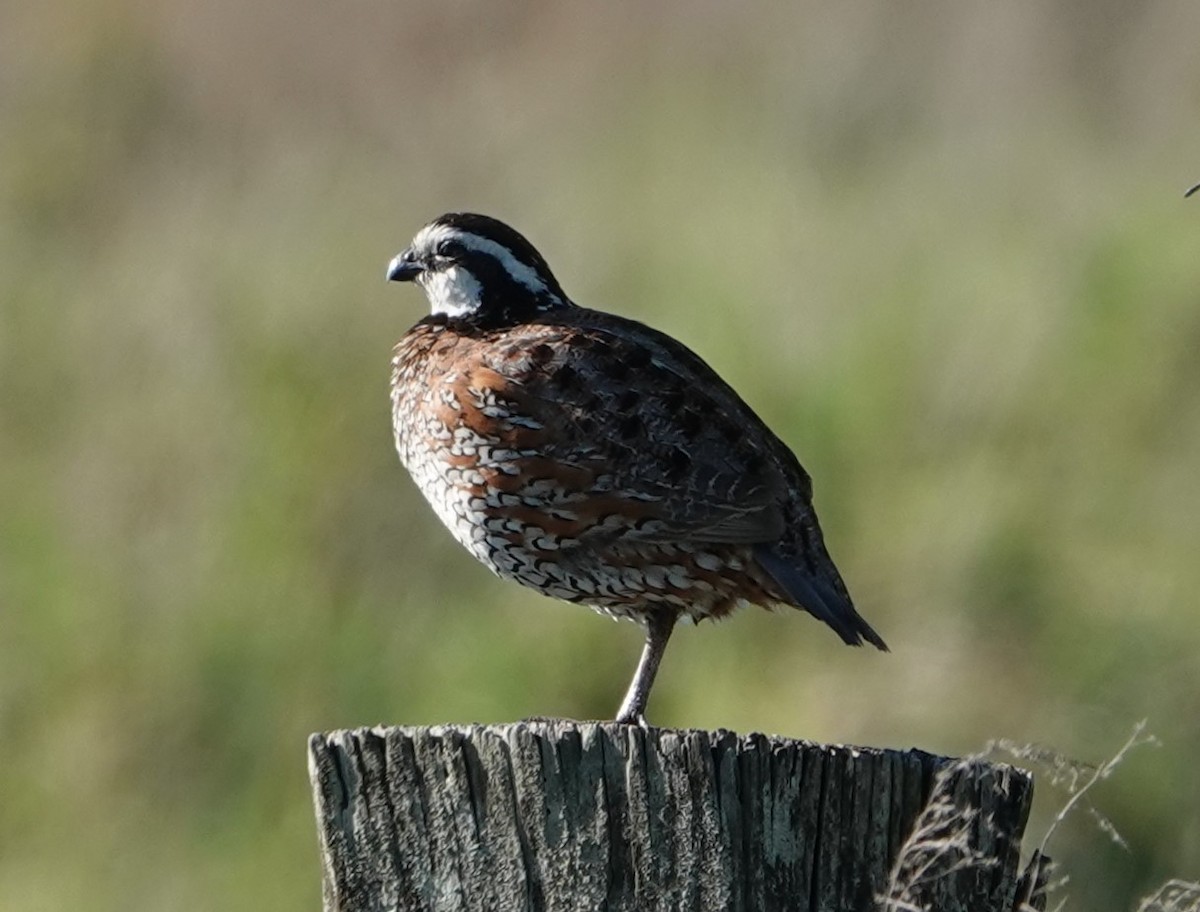 Northern Bobwhite - Chuck Hignite