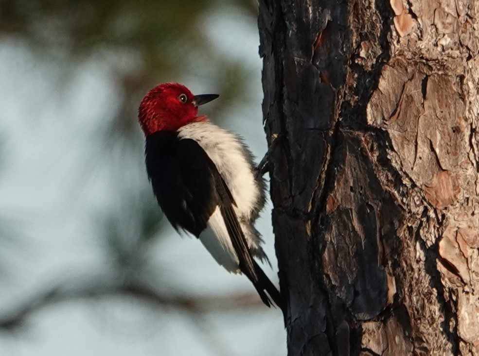 Pic à tête rouge - ML159353701