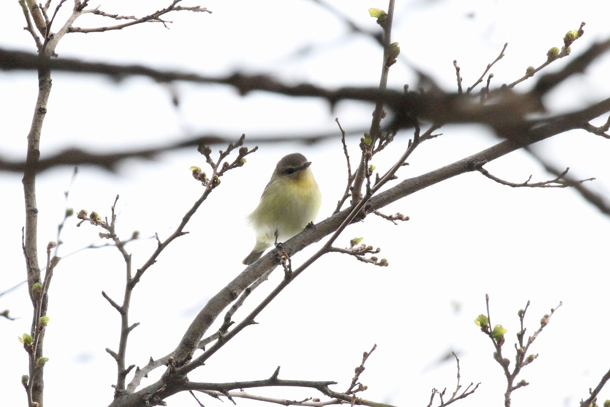 Philadelphia Vireo - ML159353961