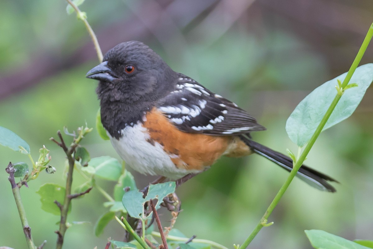 Spotted Towhee - ML159357041