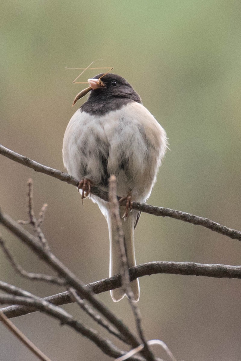 strnadec zimní [skupina oreganus] - ML159358441