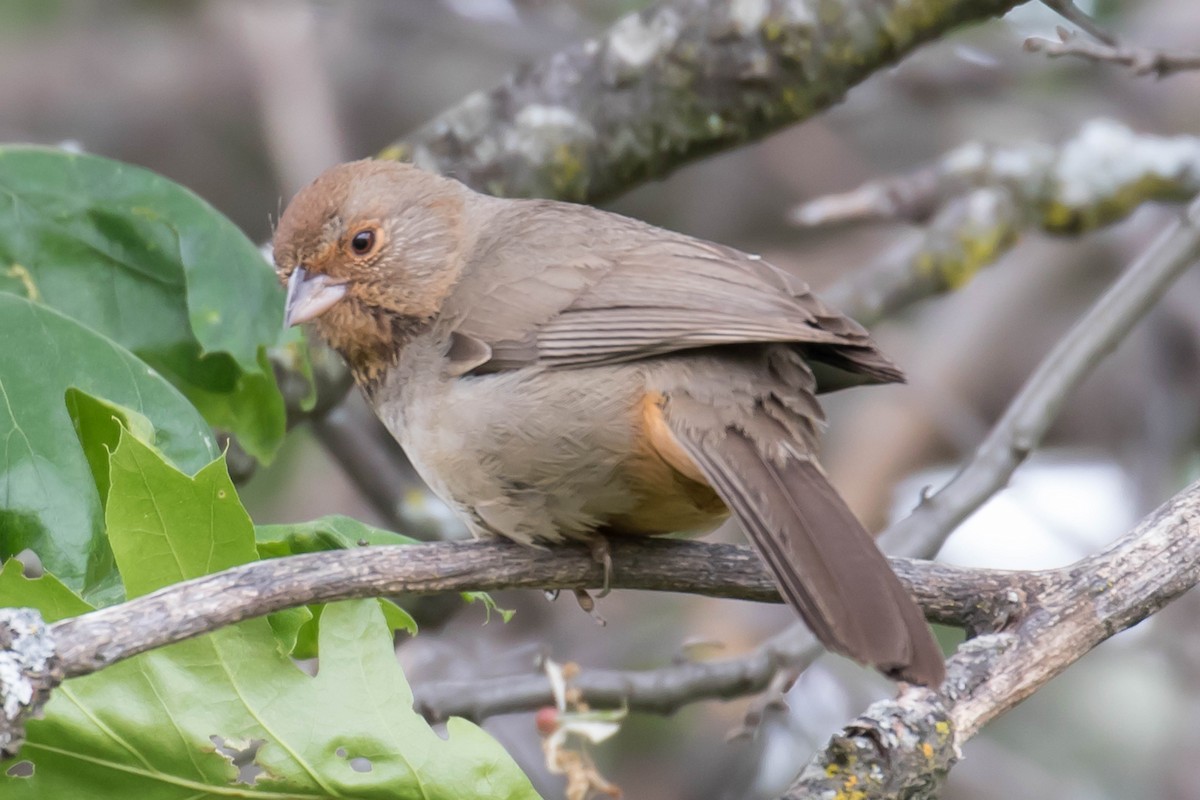 California Towhee - ML159359281