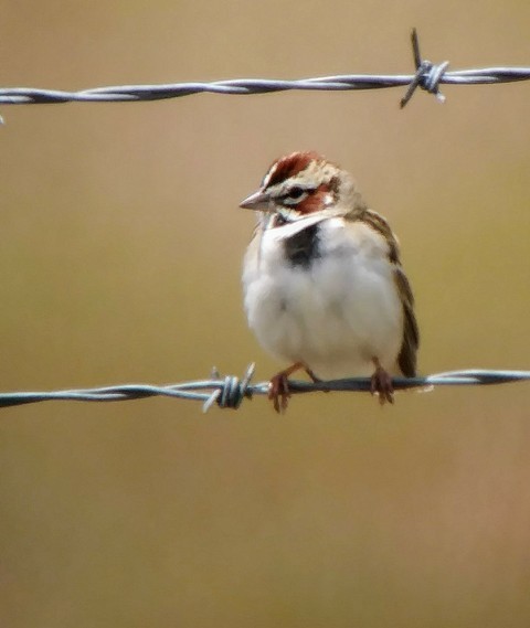 Lark Sparrow - ML159361991