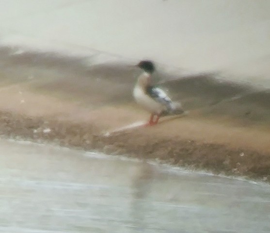 Red-breasted Merganser - ML159363211