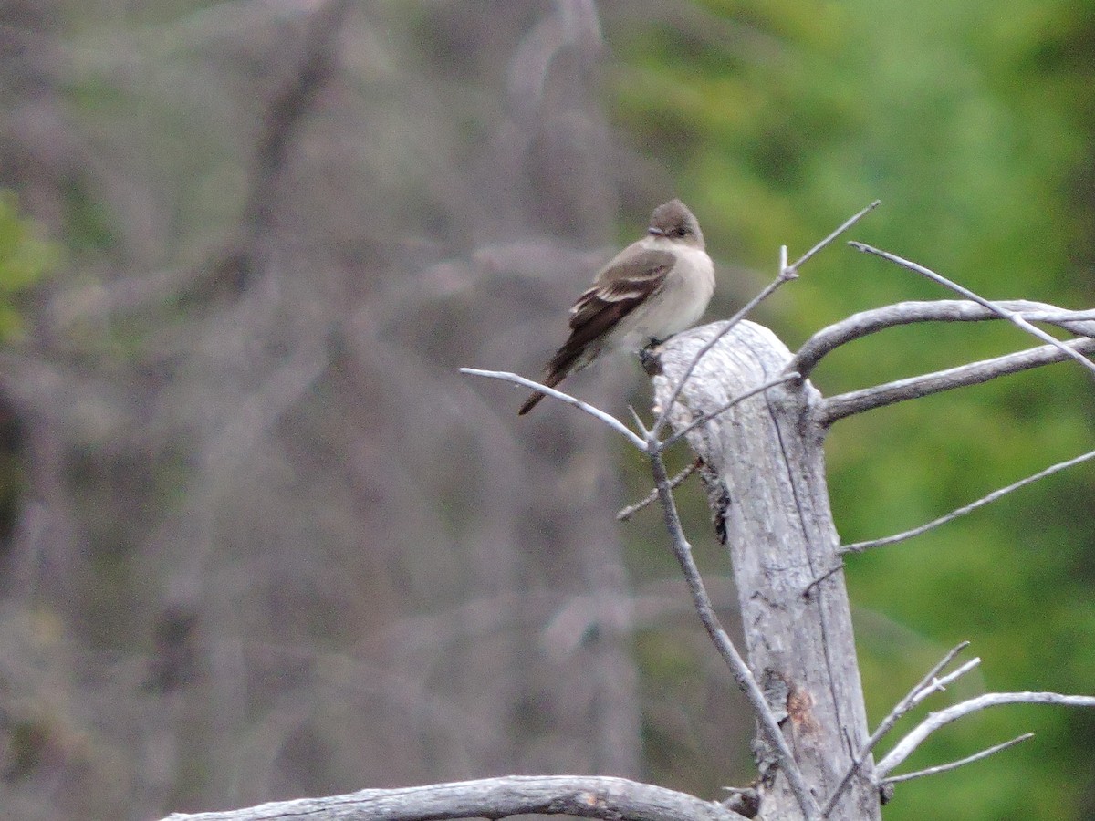 Western Wood-Pewee - Siobhan Darlington