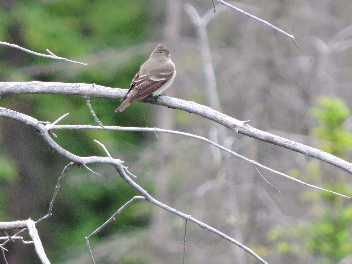 Western Wood-Pewee - ML159363301