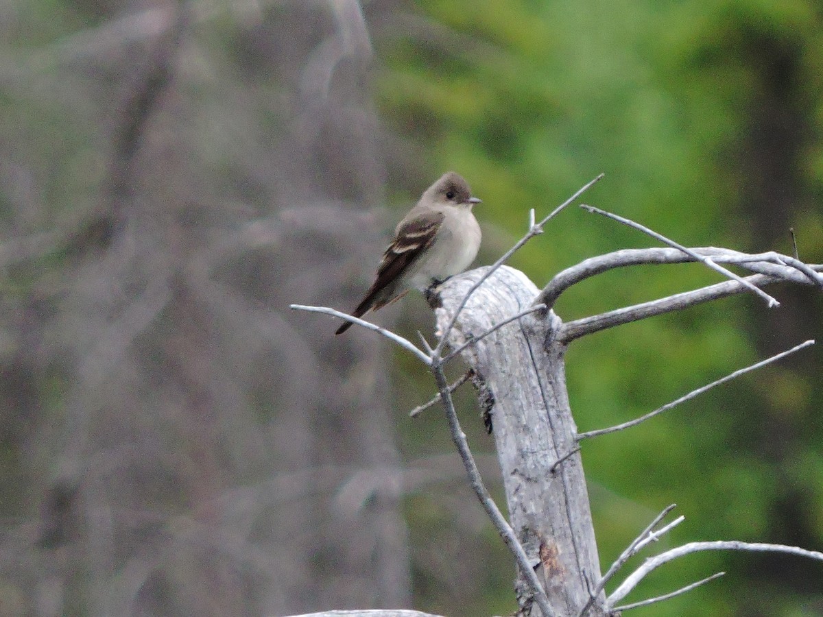 Western Wood-Pewee - ML159363321