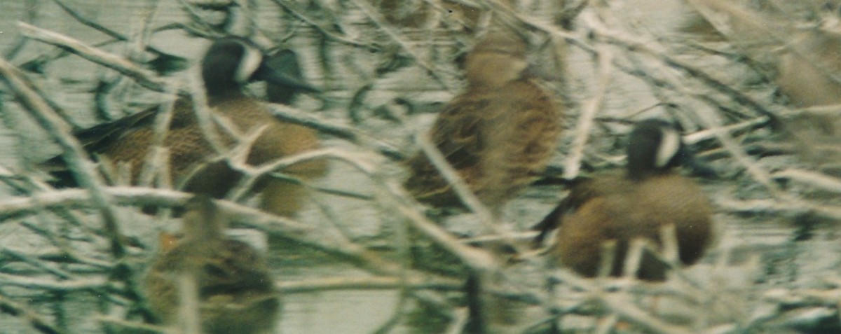 Blue-winged Teal - ML159365651