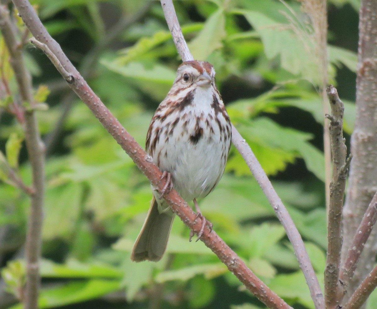 Song Sparrow - ML159365861