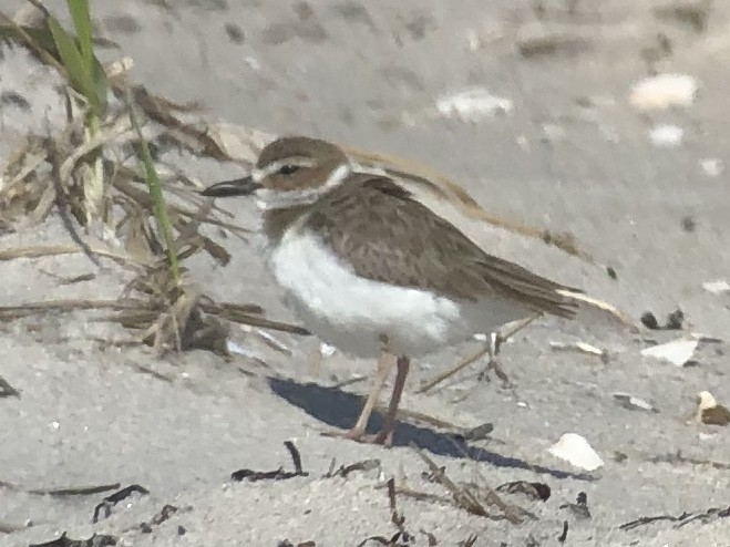 Wilson's Plover - Michael Scheibel