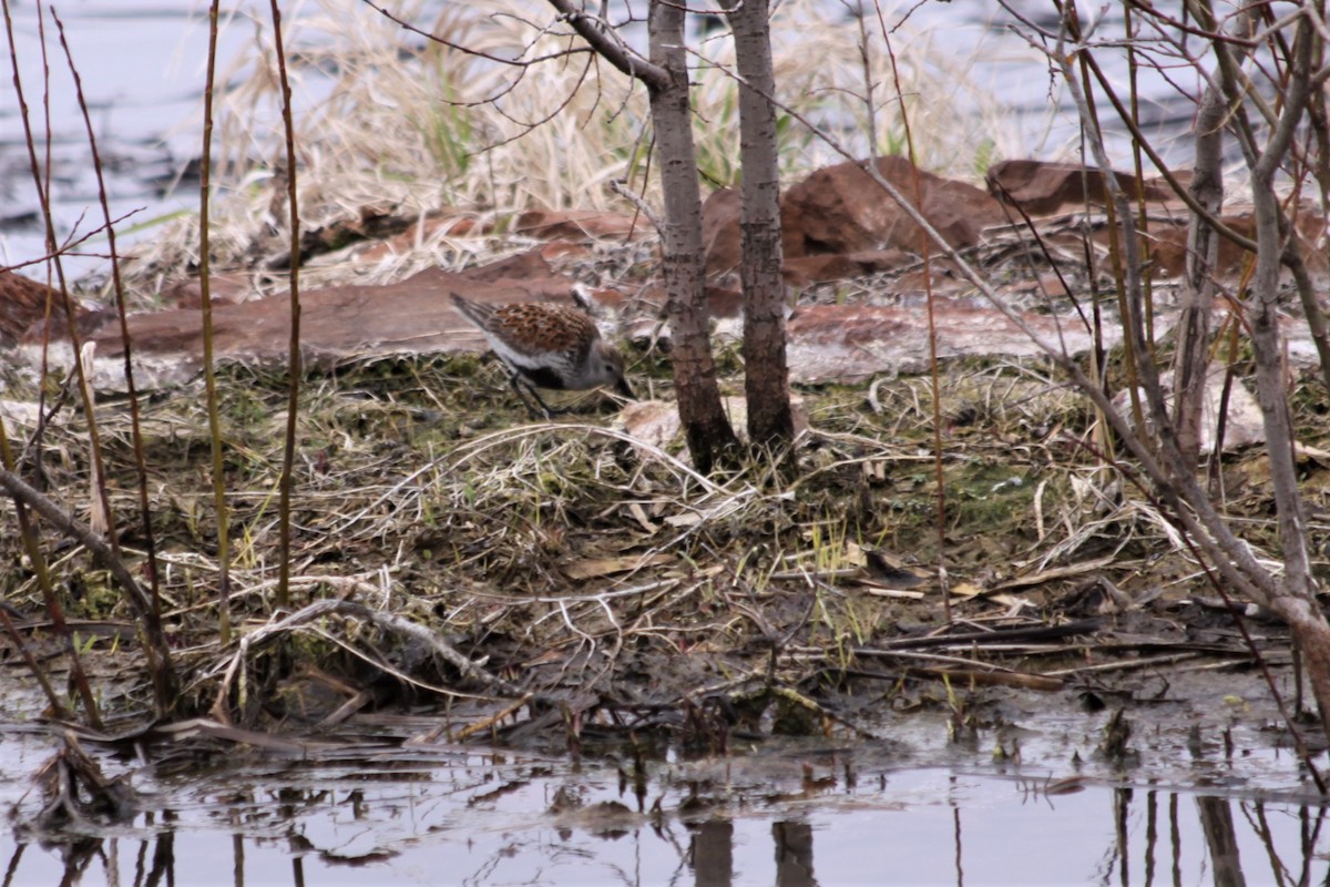 Dunlin - ML159367191