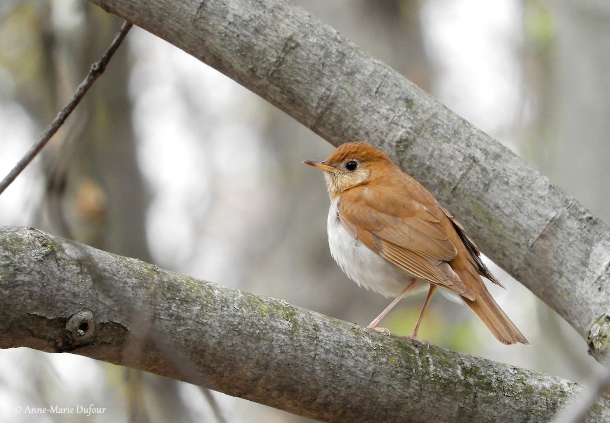 Veery - Anne-Marie Dufour