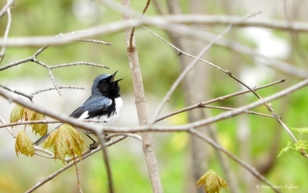 Black-throated Blue Warbler - ML159367721