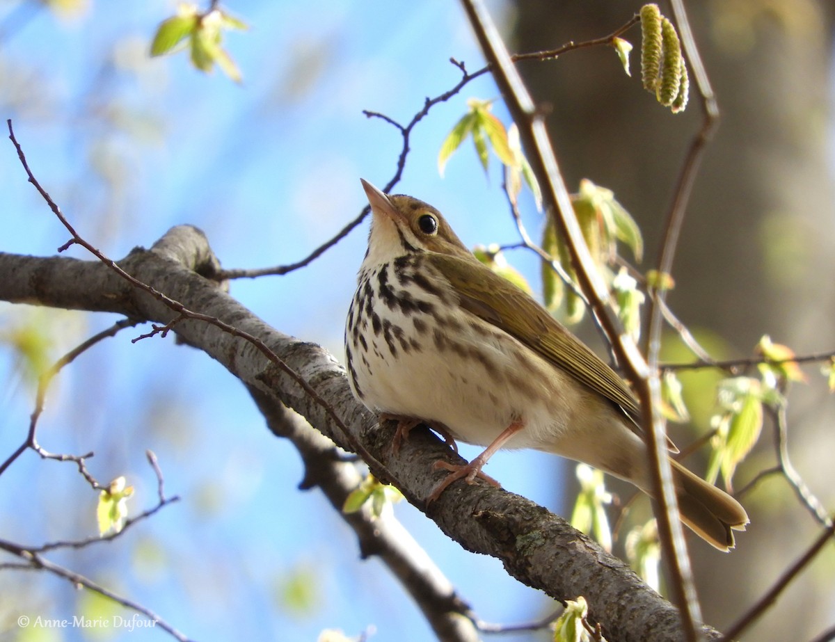 Ovenbird - ML159368071