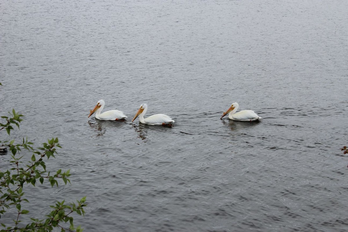 American White Pelican - Stacey Bissell