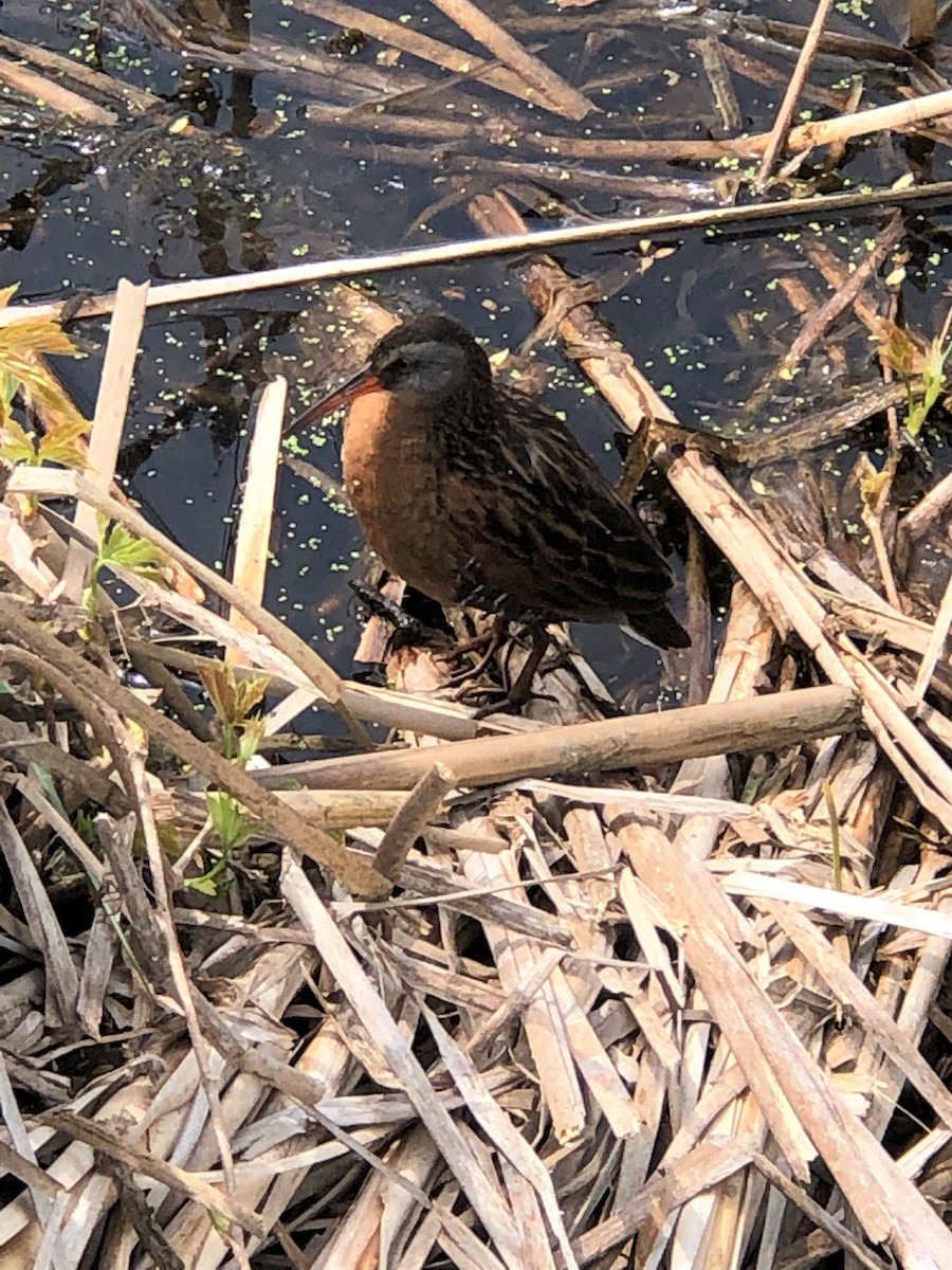 Virginia Rail - ML159369261
