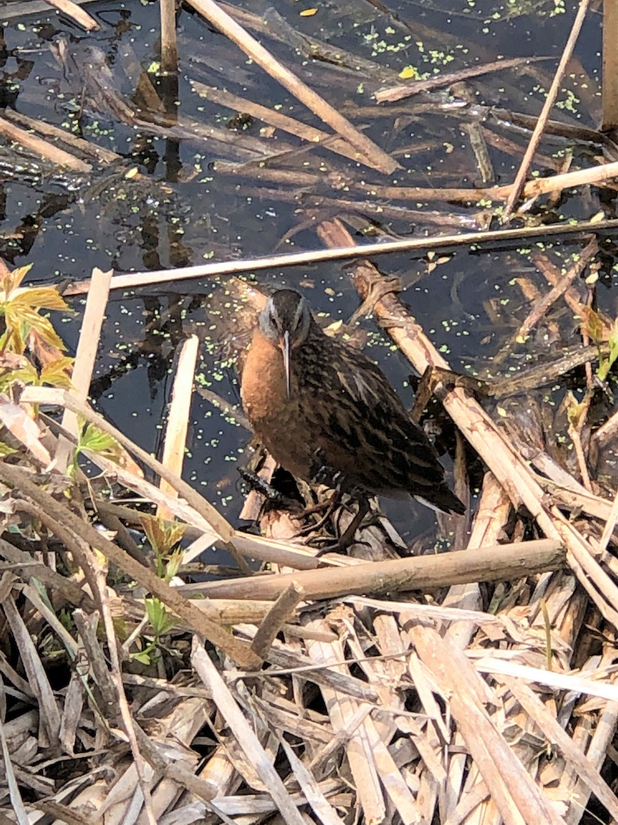 Virginia Rail - ML159369341