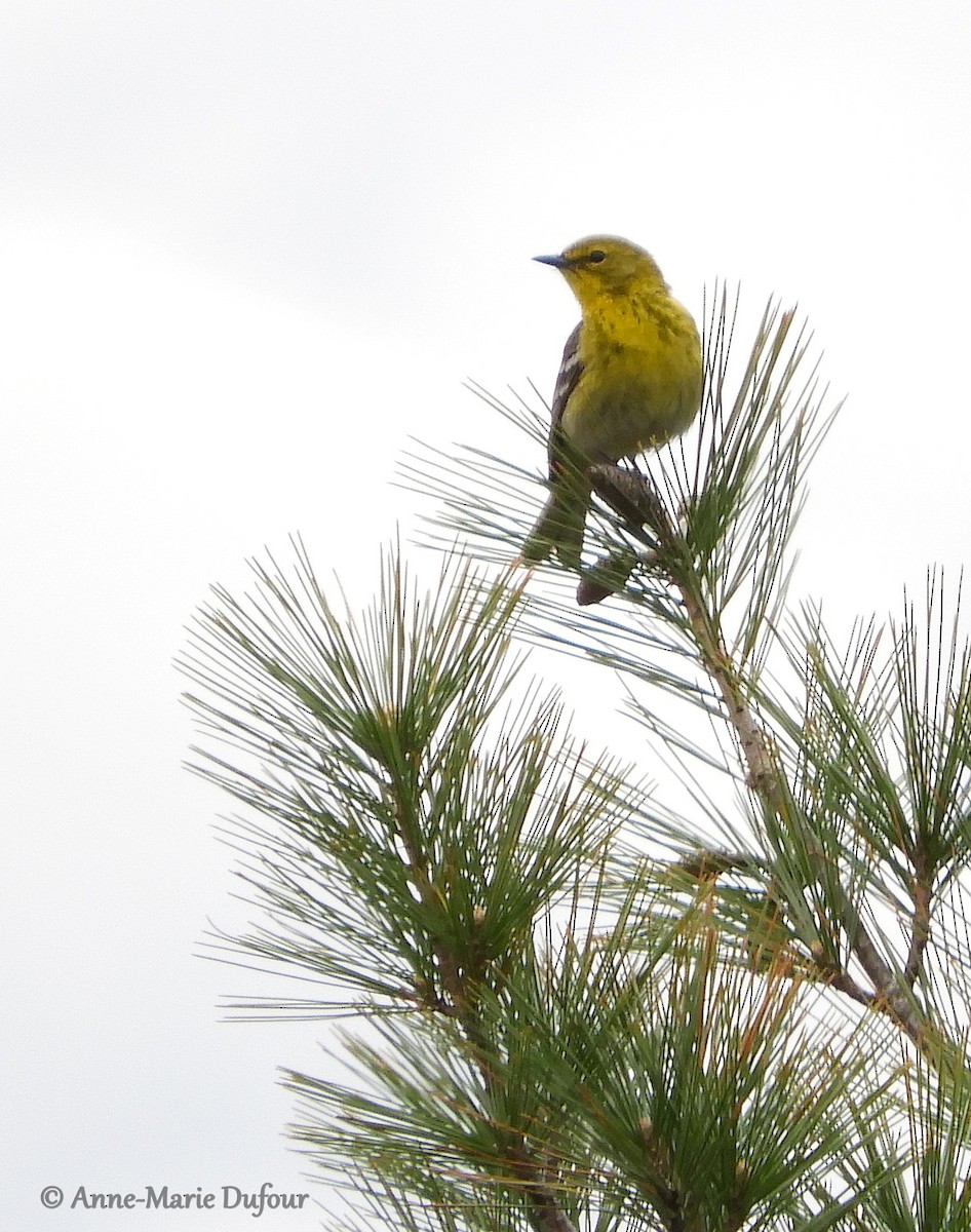 Pine Warbler - ML159370281