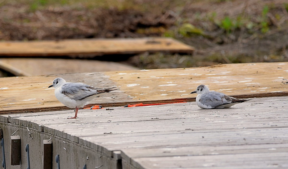 Bonaparte's Gull - Scott Glenn
