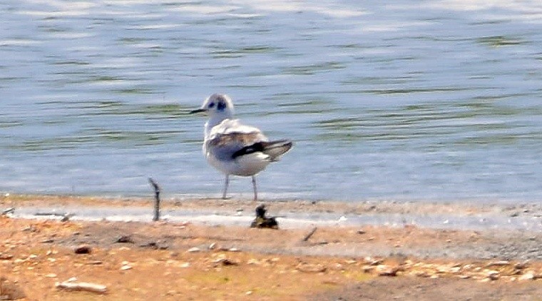 Bonaparte's Gull - ML159372121