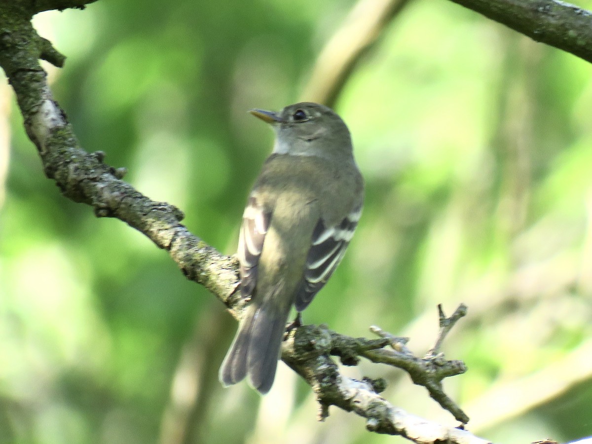 Alder Flycatcher - ML159377161