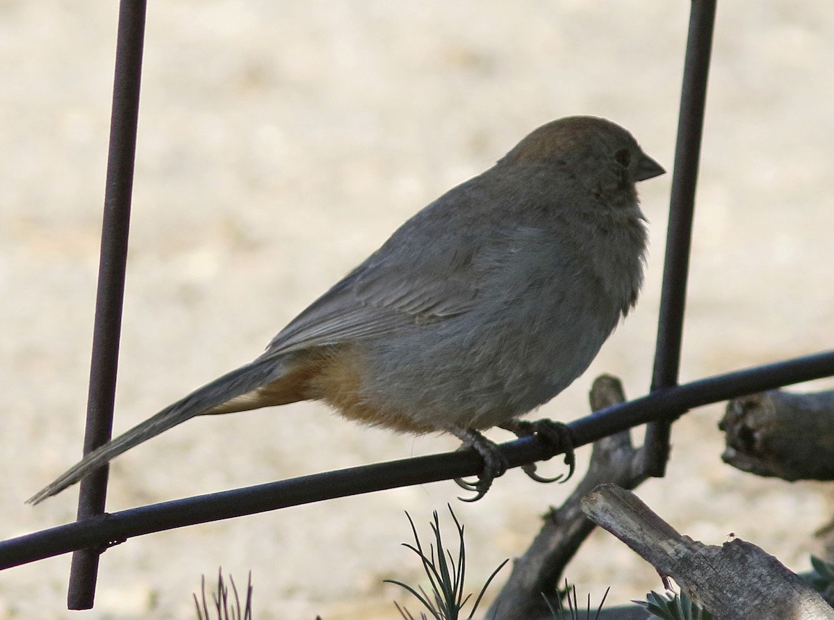 Canyon Towhee - ML159377551