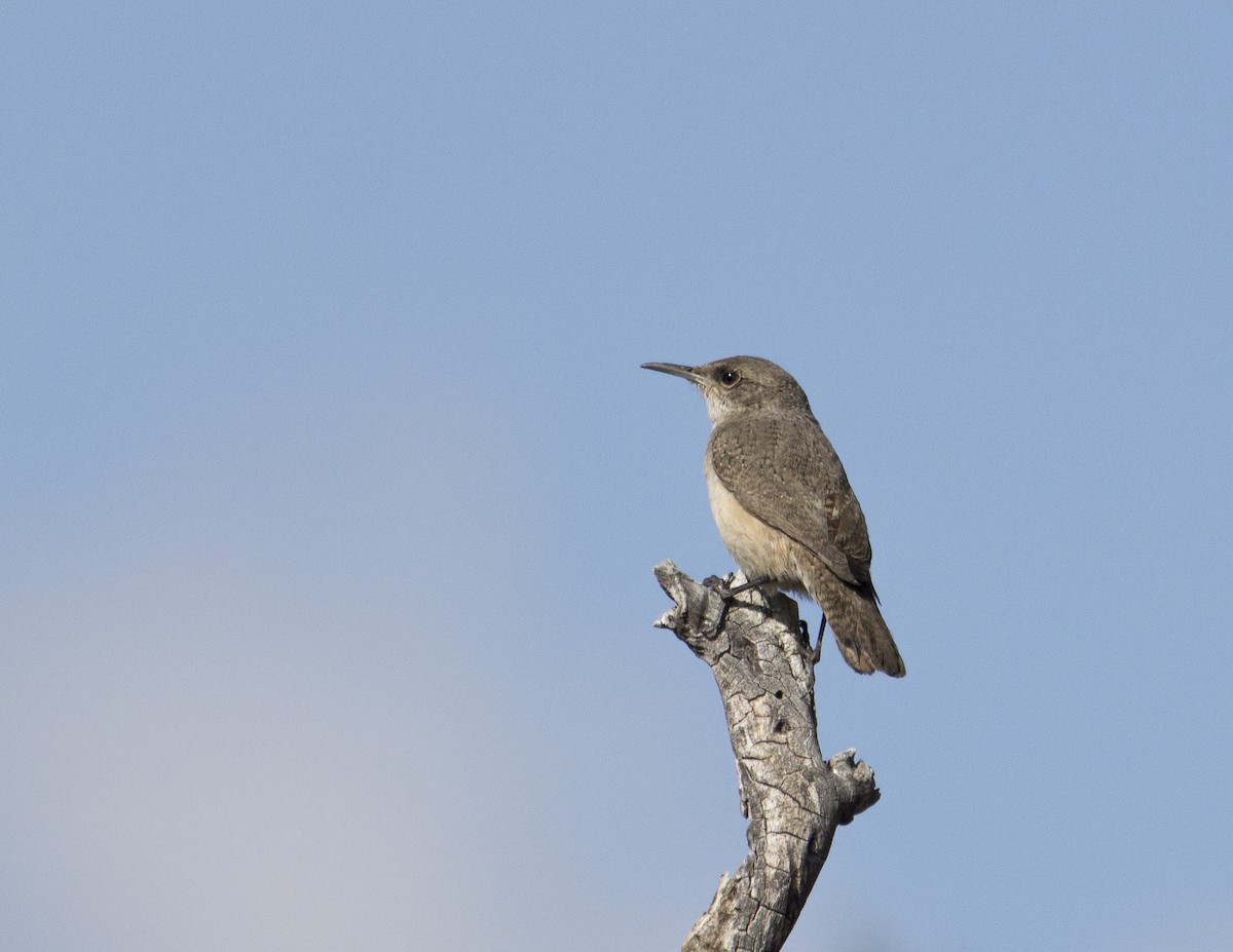 Rock Wren - Jan Allen