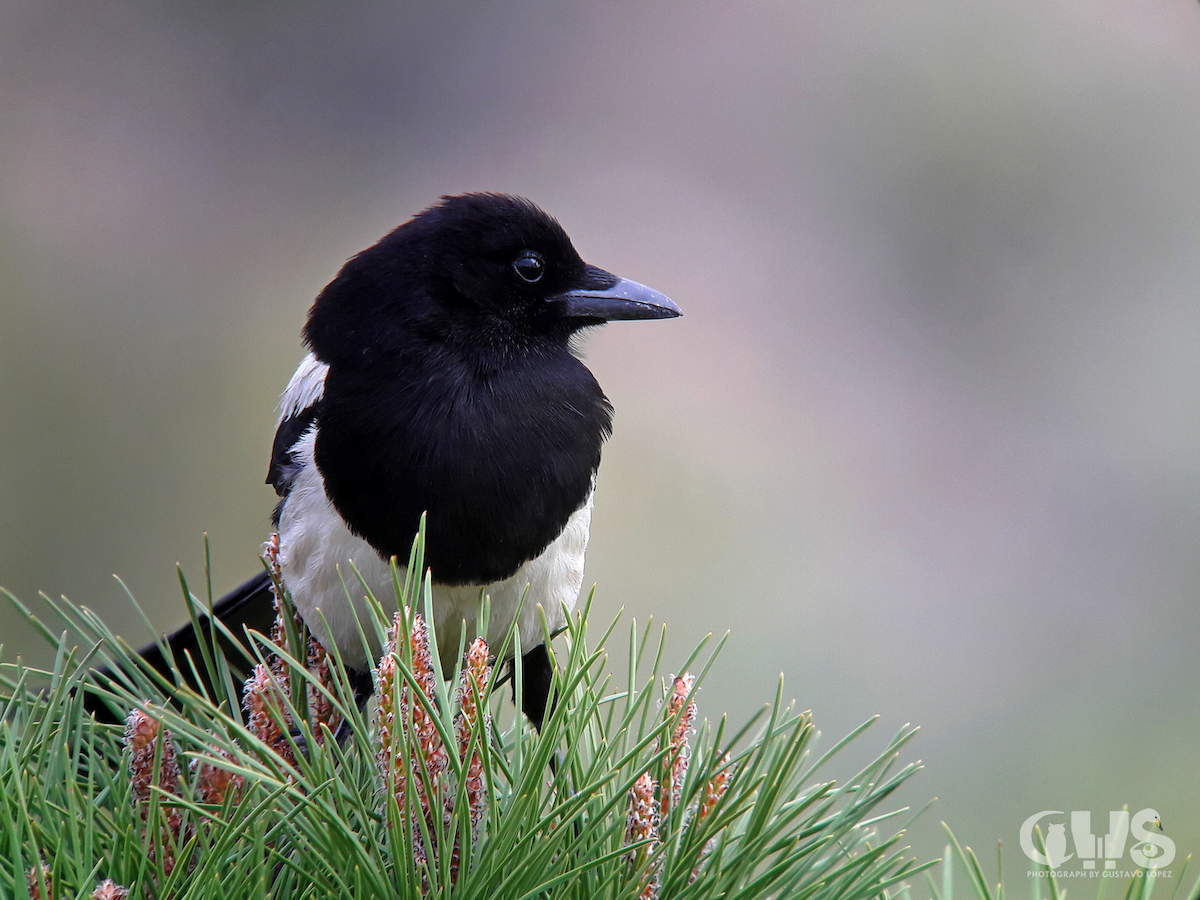 Eurasian Magpie - ML159378181