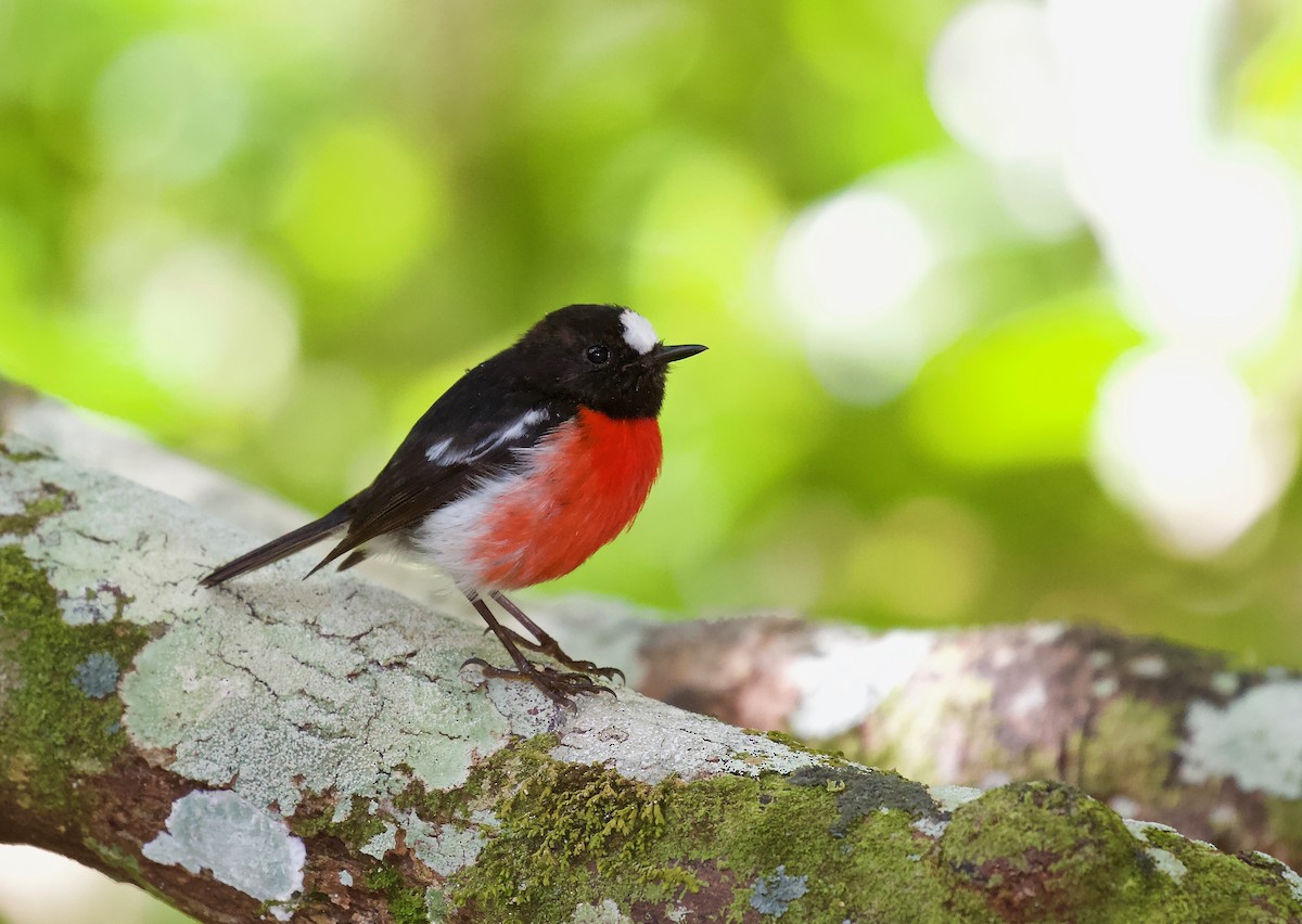 Norfolk Robin - Gus Daly