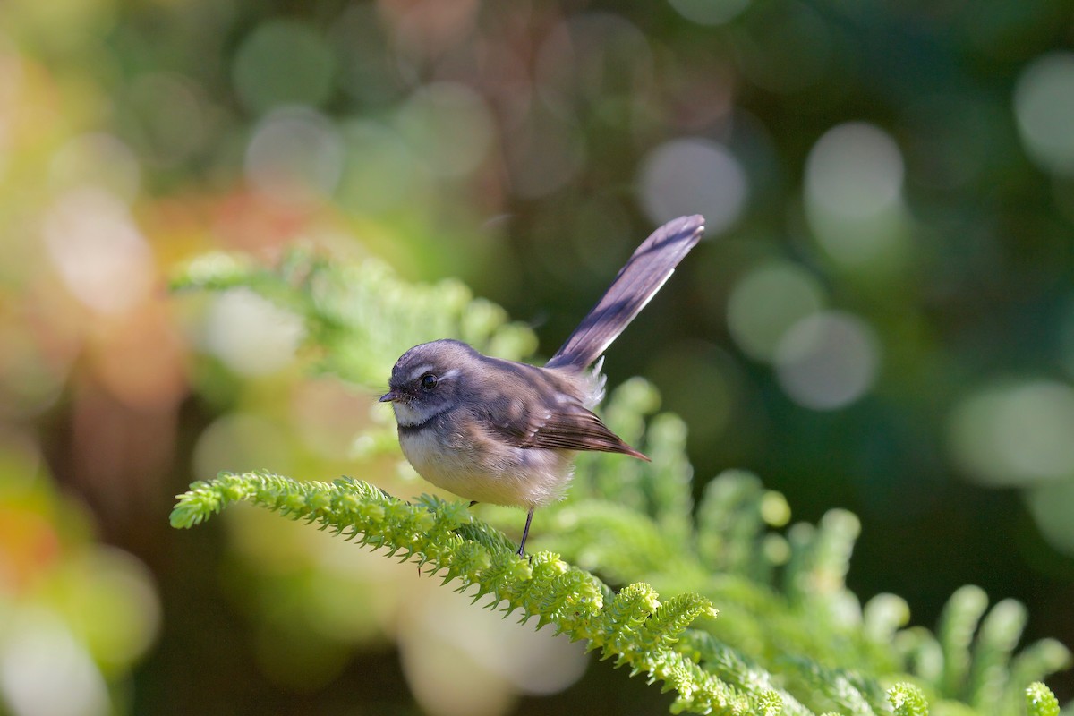 Gray Fantail - Gus Daly