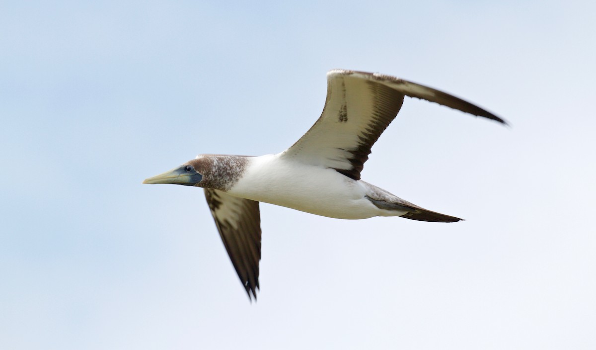 Masked Booby - Gus Daly