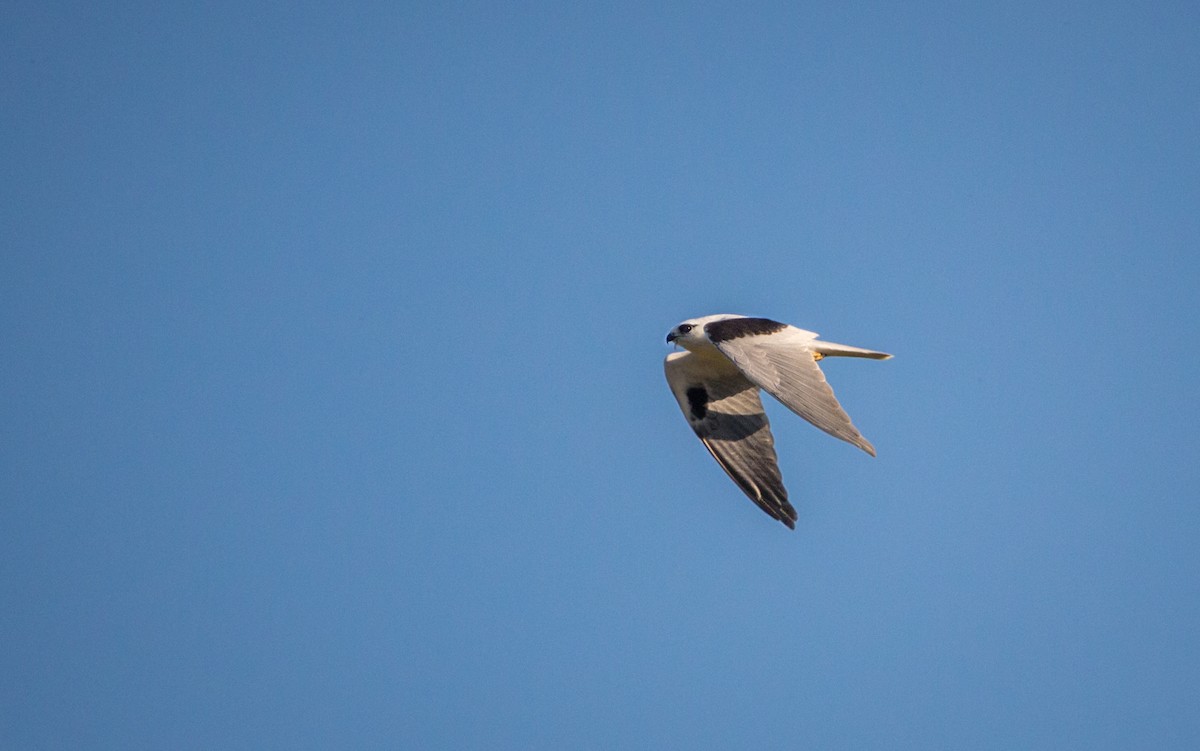 Black-shouldered Kite - Kent Warner