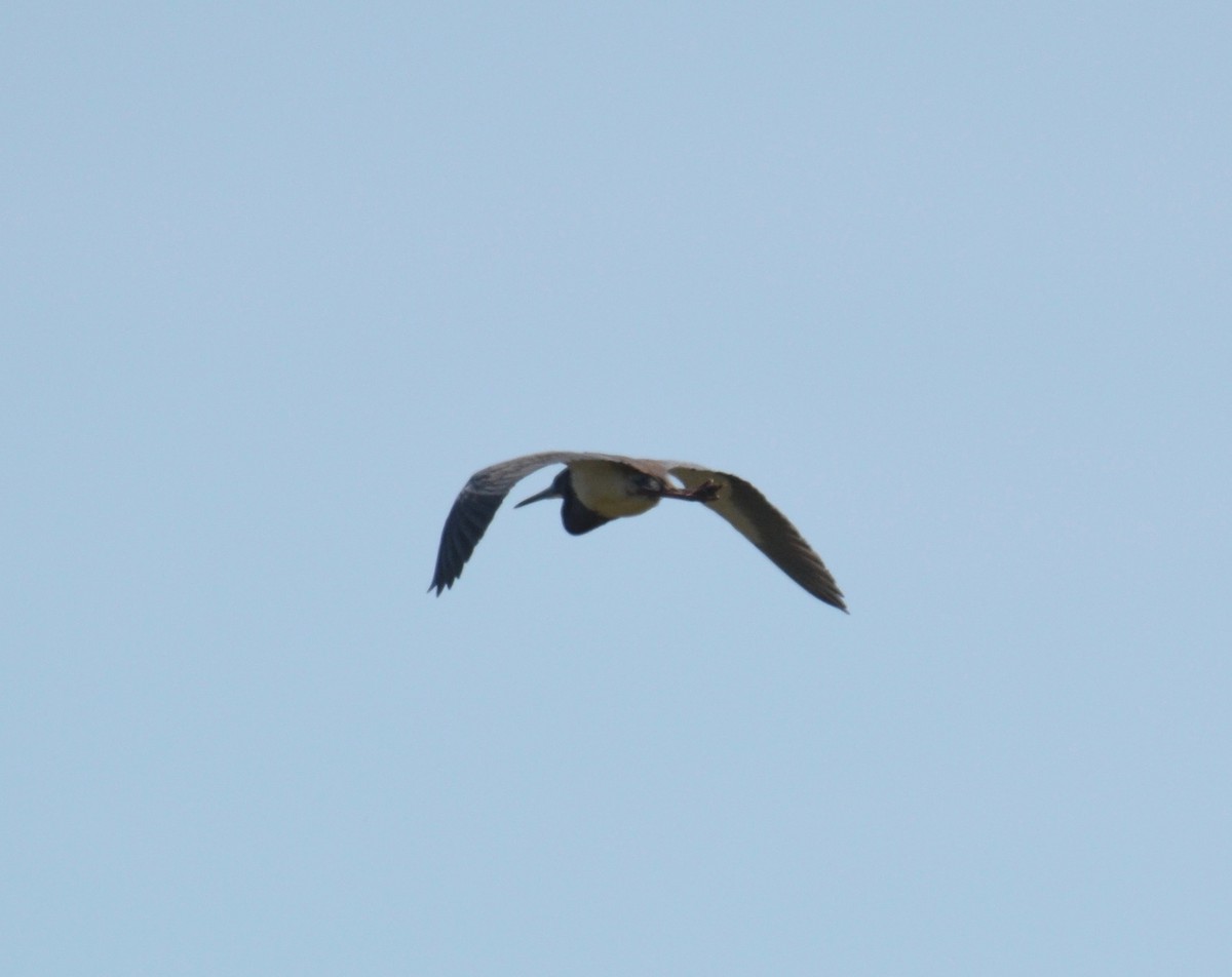 Koartzatxo hirukolorea - ML159386921